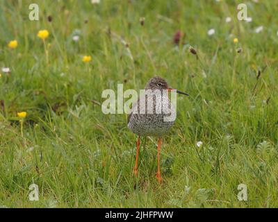 Nachdem die Küken flügge geworden sind, schützen die erwachsenen Vögel sie weiterhin vor Raubtieren, oft mit Pfosten, um einen visuellen Vorteil zu erlangen. Stockfoto