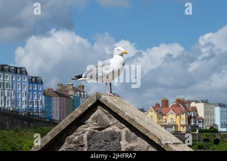 Die Möwe thront auf einem Gebäude in Tenby Harbour, Pembrokeshire, Wales Stockfoto