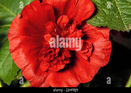 Königlicher Frottee von Malva. Nahaufnahme einer roten Blume, umgeben von grünen Blättern Stockfoto