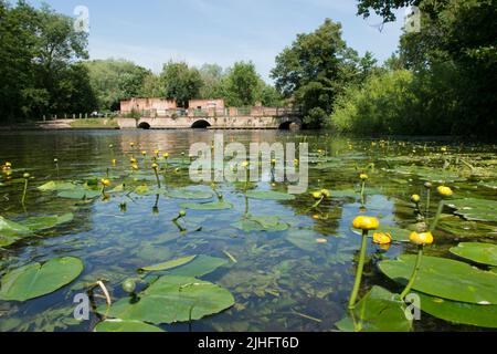 Gelbe Seerose, Nuphar lutea, Horstead Mill, River Bure, Norfolk, Juni Stockfoto