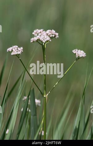 Baldrian, Baldriana officinalis, Blumen, Norfolk, Juni Stockfoto