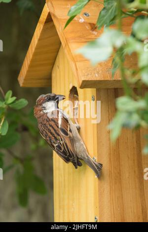 Männlicher Haussparrow, der Baby durch Loch im Nistkasten füttert, Baby mit Schnabelvorführung, Passer domesticus, Nistkasten, Sussex, UK, Juni Stockfoto