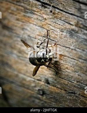 Yellowjacket Wespe, vespula dolichovespula, auf einem hölzernen Zaun Brett Holz im Frühjahr, Sommer oder Herbst in Lancaster, Pennsylvania Stockfoto