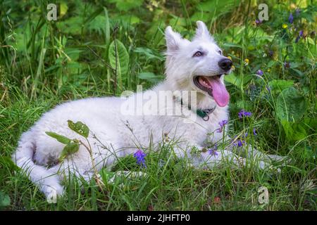 Welpe 3,5 Monate alt Weißer Schweizer Schäferhund oder Berger Blanc Suisse Hund langes Fell liegt im Gras Stockfoto