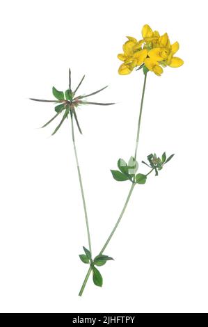 Mehr Vogel's – Foot Trefoil - Lotus pedunculatus Stockfoto