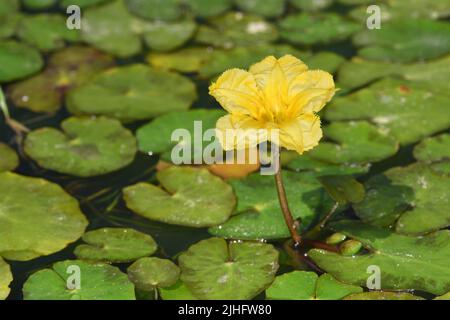 Gefranste Seerose - Nymphoides peltata Stockfoto