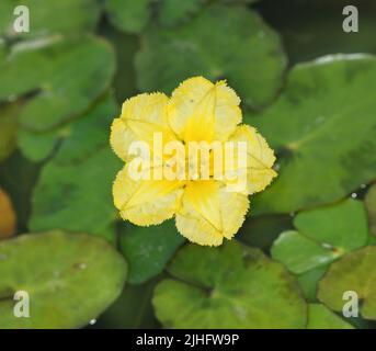 Gefranste Seerose - Nymphoides peltata Stockfoto