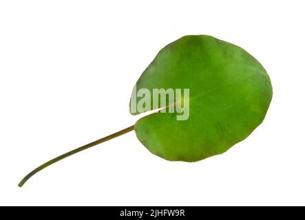 Gefranste Seerose - Nymphoides peltata Stockfoto