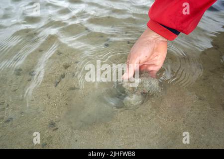 Ko Phangan, Thailand, 15. März 2022: Person, die Muscheln aus dem Sand sammelt Stockfoto