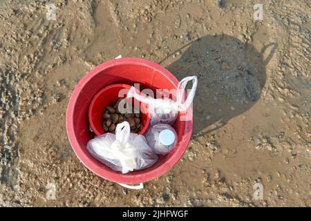 Ko Phangan, Thailand, 15. März 2022: Topf am Strand mit gesammelten Muscheln Stockfoto