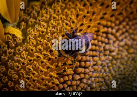 Eine Biene sammelt Pollen aus einer Sonnenblume Stockfoto