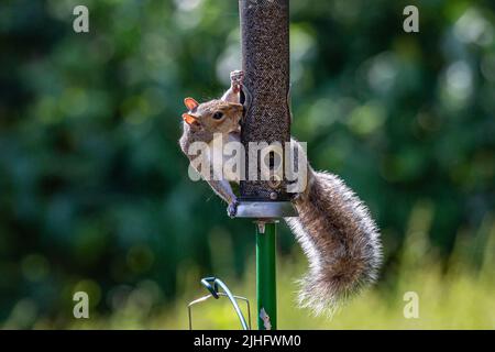 Ein Graue Eichhörnchen thront auf einem Vogelfutterhaus in einem Sussex-Garten Stockfoto