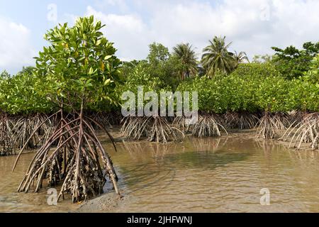 Ko Phangan, Thailand, 15. März 2022: Tropische Mangrovenpflanzen Stockfoto