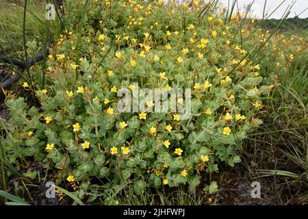 Marsh St-Johanniskraut - Hypericum elodes Stockfoto