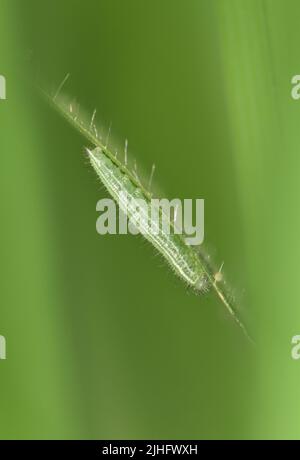 Gesprenkelte Holz - Pararge aegeria Stockfoto