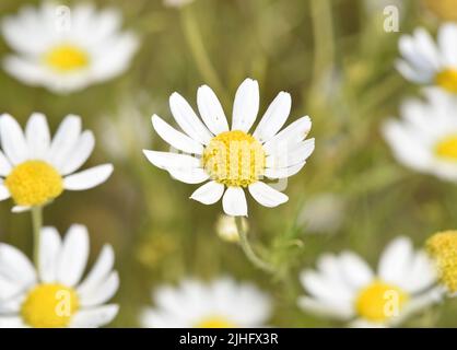 Stinkende Kamille - Anthemis cotula Stockfoto