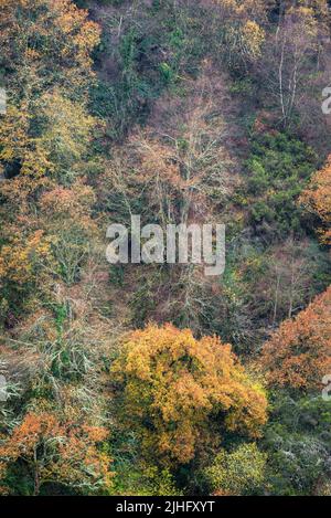 Farbenfrohe Herbstbilder auf einem Hügel, der von verschiedenen Laubbäumen im Geopark des Courel-Gebirges Folgoso de Courel Lugo Galicia bevölkert ist Stockfoto