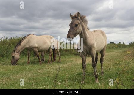 Konik Foal und Konik Horse stehen auf dem Feld unter bewölktem Himmel im Naturschutzgebiet Gelderse Poort, Niederlande Stockfoto