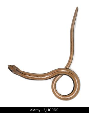 Langsamer Wurm, Anguis fragilis auf weißem Hintergrund isoliert, Nahaufnahme Stockfoto