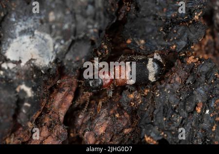 Karierter Käfer, Thanasimus femoralis auf verbranntem Kiefernholz ist dieses Insekt ein Raubtier auf Rindenkäfer Stockfoto