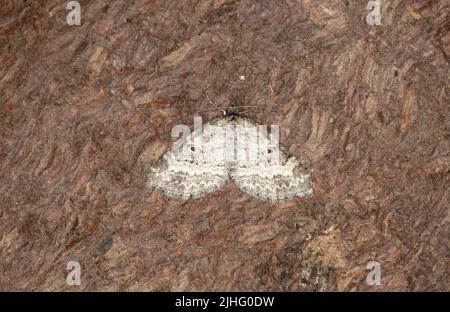 Kleine Seraphim, Pterapherapteryx sexalata auf Rinde ruhend, ernähren sich die Larven dieser Motte von salix Stockfoto