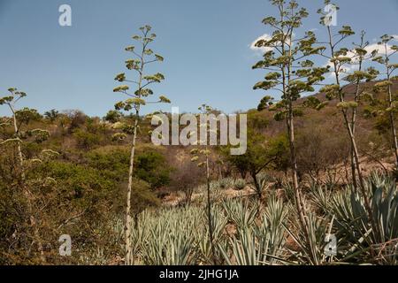 Agave oder Maguey Sukulente Pflanze, aus der Mezcal gewonnen wird, gepflanzt, um die Ernte zu erhalten, wird diese Pflanze bereits seit 10 Jahren mit Hualumb erwartet Stockfoto