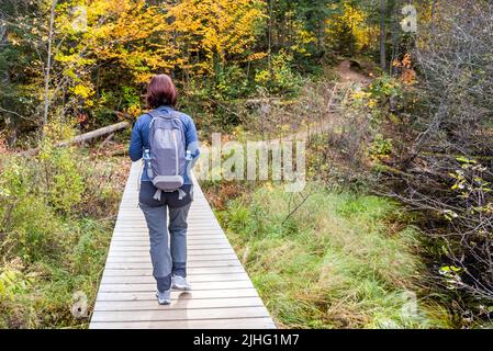 Einsame Wanderin auf einem Holzsteg entlang eines Waldweges im Herbst Stockfoto