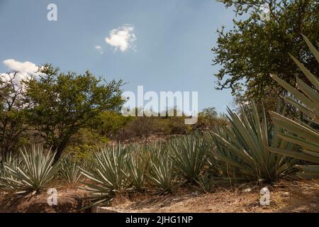 Reihe von Agave- oder Maguey-Pflanzen am Boden in Mexiko in den Bergen in der Nähe der Wolken Stockfoto