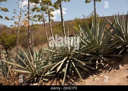 Agave Land in Mexiko zwischen Bergen Dickicht und Äste spriecht aus der blühenden Pflanze der Hualumbos Stockfoto