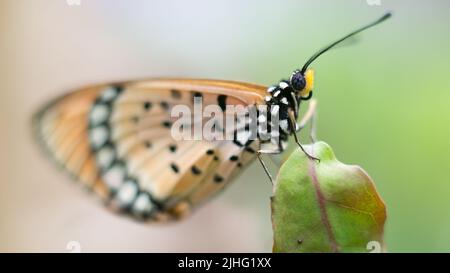 Tawny coster Butterfly, acraea terpsicore, langsam bewegend, orange Farbe mit schwarzen Flecken geflügelten kleinen Schmetterling, Nahaufnahme in geringer Tiefenschärfe aufgenommen Stockfoto