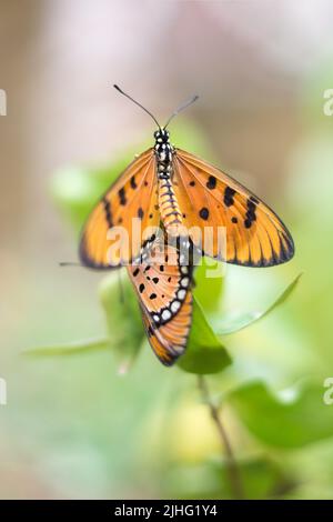 Tawny coster Schmetterling, acraea terpsicore, langsam bewegende, orange Farbe mit schwarzen Flecken geflügelten kleinen Schmetterling, aufgenommen in geringer Tiefe des Feldes mit Spa Stockfoto