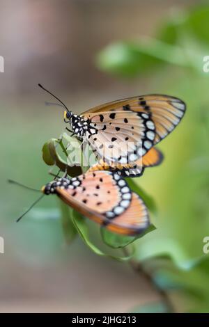 Paarung tawny coster Schmetterling, acraea terpsicore, langsam bewegend, orange Farbe mit schwarzen Flecken geflügelten kleinen Schmetterling Paarung, in geringer Tiefe aufgenommen Stockfoto