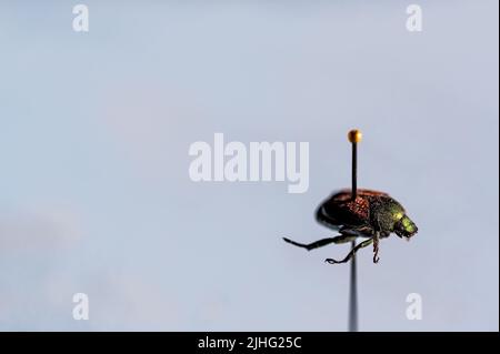 Geflemmte japanische Käferexemplaren in einer Insektensammlung Stockfoto