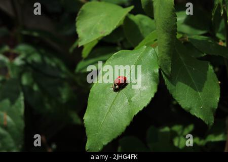 Marienkäfer auf grünem Blatt. Seltene Marienkäfer (Coccinella magnifica) mit sieben Flecken auf einem von der Sonne beleuchteten Blatt im Freien Stockfoto