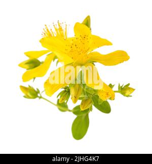 Johanniskraut Blüten auf weißem Hintergrund Stockfoto