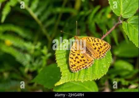 Männlicher, dunkelgrüner fatillärer Schmetterling, der auf einem Brambleaf ruht Stockfoto