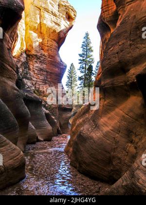 Eine Rinne aus hoch aufragenden Douglasien, die durch einen engen Canyon am Willis Creek im Grand Staircase-Escalante National Monument, Utah, gesehen wird Stockfoto