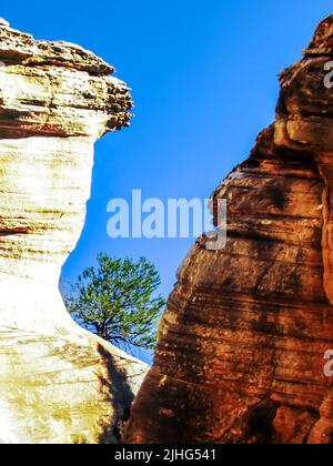 Ein einzelner kleiner Pinyon-Kiefernbusch, eingerahmt von den hohen Sandsteinklippen der Slot Canyons am Willis Creek im Süden von Utah, USA Stockfoto