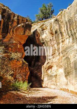 Der schmale Eingang zu einer der Slot Canyons von Willis Creek, im Grand Staircase-Escalante National Monument, USA. Stockfoto