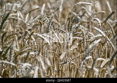 REGION SAPORISCHSCHSCHJA, UKRAINE - 17. JULI 2022 - während der Erntezeit sind die Weizenohren in der Region Saporischschschja im Südosten der Ukraine abgebildet. Dieser Phot Stockfoto