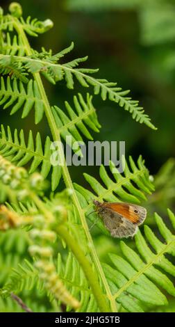 Wiese Brauner Schmetterling ruht auf brackenen Frond Stockfoto