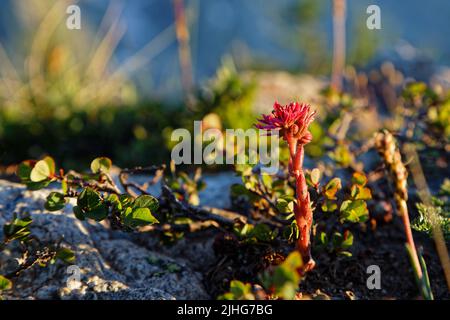 Sempervivum arachnoideum, der Spinnennetz-Hauslauch, eine blühende Pflanze aus der Familie der Crassulaceae, die in den europäischen Bergen in den Alpen beheimatet ist. Stockfoto