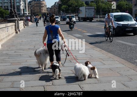 Hündin Walker führt vier Hunde über die Brücke in Paris Frankreich Stockfoto