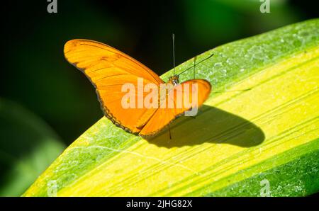 Pieridae Calgary Zoo Alberta Stockfoto