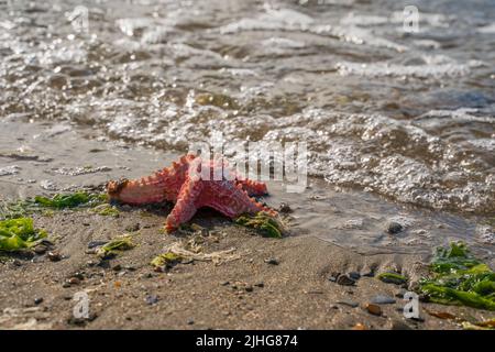 Rot rosa Sterne Fische Muschel im Meer surfen am Ufer eines Sandstrandes Stockfoto