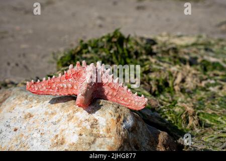 Rote rosa Sternfischmuschel, die auf den Felsen einer typischen Insel aufgeschwemmt wird Stockfoto