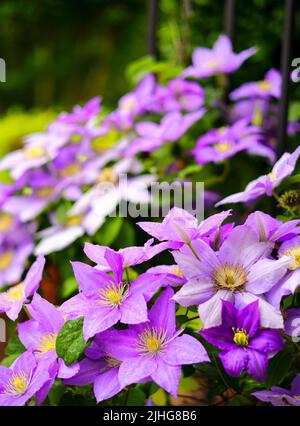 Eine vertikale Aufnahme von Clematis florida (Asian Virginsbower) Blumen, die in einem Garten wachsen Stockfoto