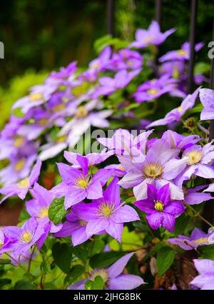 Eine vertikale Aufnahme von Clematis florida (Asian Virginsbower) Blumen, die in einem Garten wachsen Stockfoto