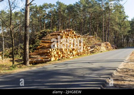 Gesägte Kiefern in der Nähe der Asphaltstraße. Website über Holzbearbeitungsbranche , Holzfäller , Fällen , Ökologie , Wald , Baum . Stockfoto