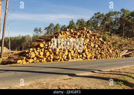 Gesägte Pinien in der Nähe der Asphaltstraße vor dem Hintergrund des Waldes . Site über Holzbearbeitungsbranche , Holzfäller , Fällen , Ökologie , Fores Stockfoto